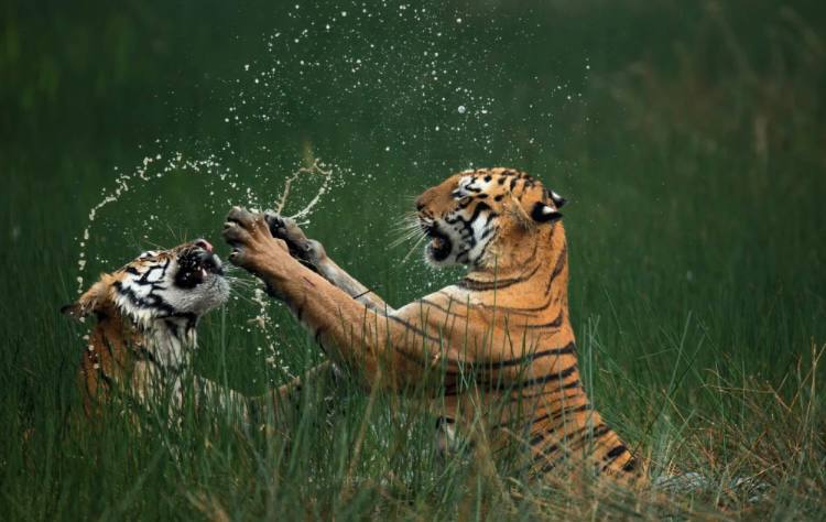 Жюри премии Nature s Best Photography Awards объявило победителей 2024 года.   Обладателем гран-при стал Мангеш Десаи из Индии, сфотографировавший, как бенгальская тигрица своего сына, молодого тигра, драться.  Победителем в категории «Птицы» стал китаец Сяопин Линь, поймавший мимолетный момент, когда две рыбы выпрыгнули из воды и пролетели мимо парящей над волнами цапли.   В номинации «Пейзажи» лучшим стал Марсио Кабрал из Бразилии. Фотохудожник заснял поле паэлантуса, отражающее лучи восходящего солнца — создается впечатление, что цветы светятся сами по себе.  Другие интересные фото конкурса Nature’s Best Photography 2024.