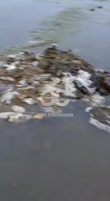 Вывоз мусора с берегов Пензенского водохранилища: 3 кубометра отходов убрали совместно с Министерством