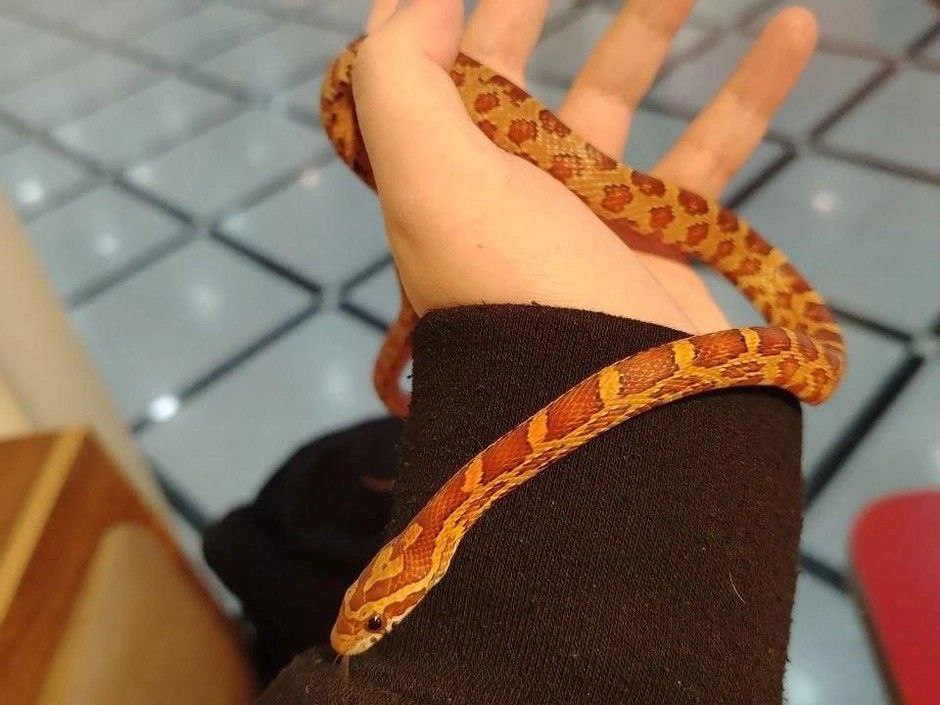 Россиянин потерял змею в трамвае Житель Екатеринбурга обратился в местную группу с просьбой помочь найти маисового полоза Он рассказал что приобрел красную крысиную змею в зоомагазине спрятал ее под куртку чтобы она не замерзла и поехал домой на трамвае Вез его под курткой на трамвае 15 днем 11 февраля Когда вышел обнаружил пропажу Перекопал все но когда хотел обратиться в трамвай он уже уехал Сел в вагон от Гринвича и доехал до Вторчермета пояснил владелец маисового полоза Змея неядовитая и еще совсем маленькая всего 45 сантиметров Подписаться на PRO transport