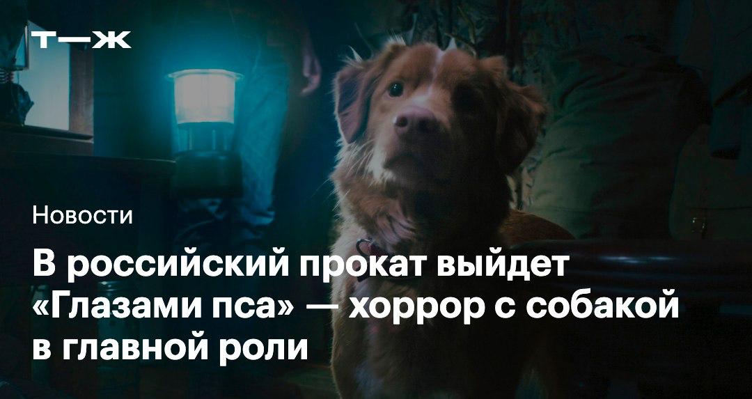 Хоррор глазами хорошего мальчика 16 октября состоится премьера фильма Глазами пса По сюжету пес по кличке Инди пытается защитить своего хозяина Тодда от потусторонних сил поселившихся в новом доме Эта лента один из самых высоко оцененных хорроров 2025 года Картина получила 71 балл на Metacritic и 95 свежести на Rotten Tomatoes Смотрите подробности и трейлер человеческими глазами t j ru t tg good boy in russia
