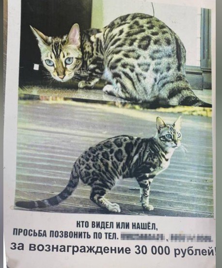 У иркутского губернатора Кобзева пропала любимая кошка. Питомца ищут даже депутаты и водители главы региона  Депутат иркутского Заксобрания две недели ищет любимую кошку губернатора области Игоря Кобзева.  Породистая Фиона пропала в середине июля: животное потерялось на территории коттеджного посёлка «Идилия стейт». Кошку очень любили в семье губернатора, поэтому к её поискам подключились все кто только мог.  Поиски Фионы координирует депутат иркутского Заксобрания и глава местной «Молодой гвардии» Дмитрий Литвинов. По словам местных жителей, они несколько раз видели у посёлка автобусы с волонтёрами из «Молодой гвардии», а вообще, пропажа Фионы — самая обсуждаемая тема в округе.  Номера телефонов в объявлении принадлежат водителям Кобзева.