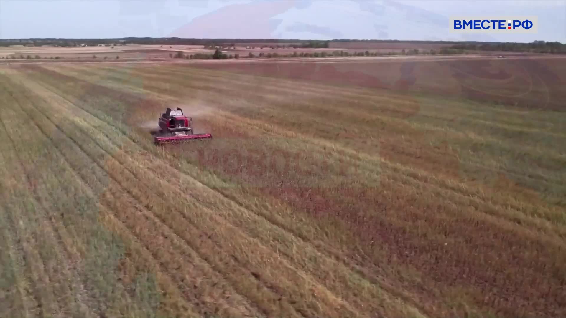 Минсельхоз рассматривает дополнительные меры на зерновом рынке в случае низкого урожая