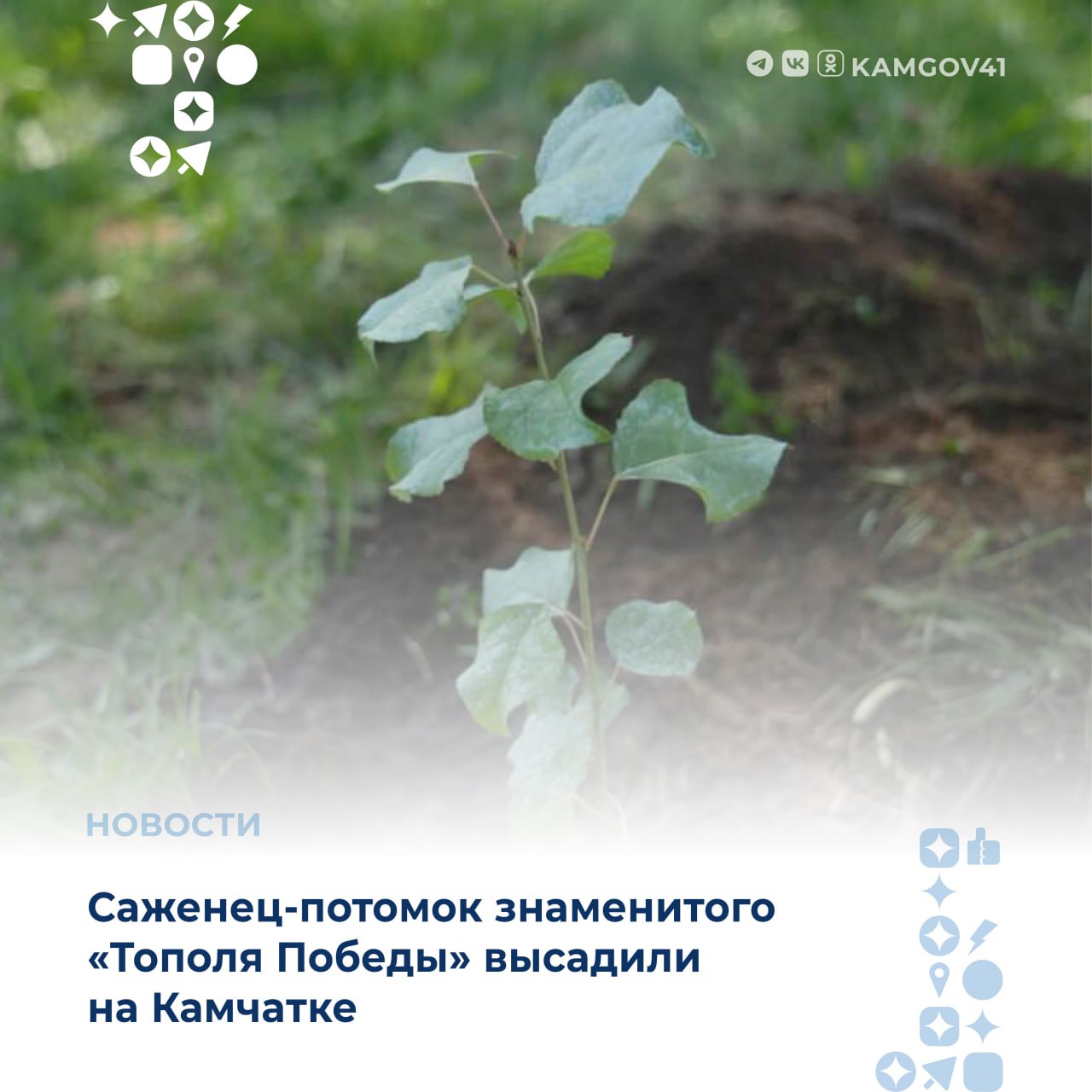 Всероссийская акция «Тополь Победы» прошла на Камчатке В мае этого года на Камчатку прибыл саженец-потомок знаменитого тополя, выжившего после Сталинградской битвы и произрастающего в городе Волгограде. Возраст дерева уже превышает 100 лет, на стволе остались следы от осколков снарядов Великой Отечественной войны. #камчатка #камчатскийкрай #акция #ТопольПобеды