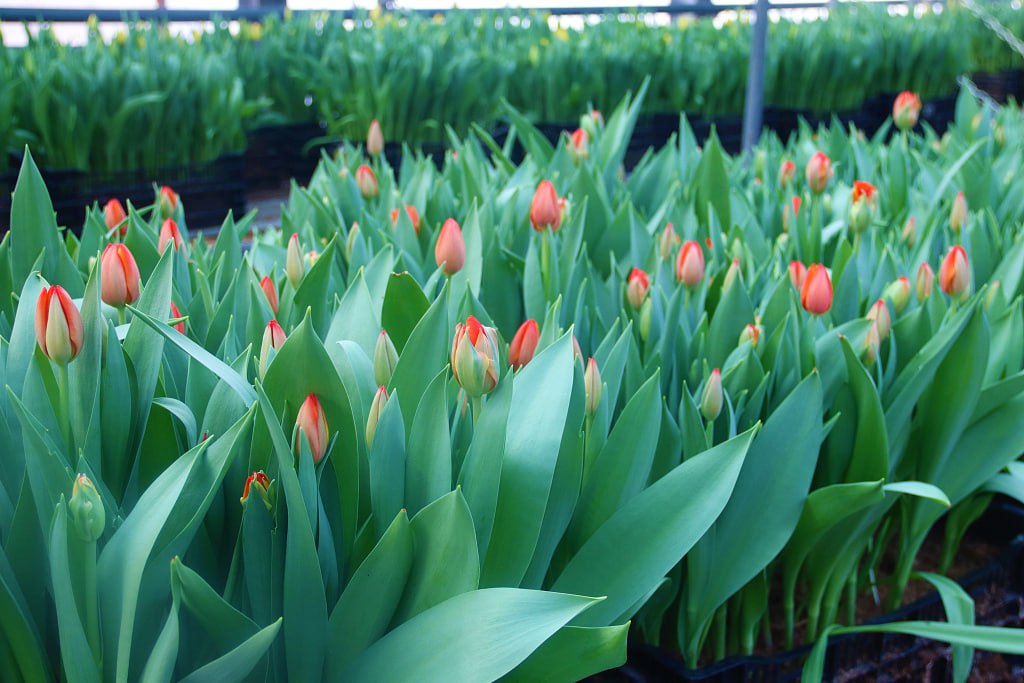 Хабаровские теплицы подготовили к 8 марта более 30 тысяч тюльпанов это вдвое больше обычного объёма Увеличение производства стало возможным благодаря новому холодильному оборудованию закупленному предприятием Горзеленстрой сообщили в мэрии города Кроме того в ассортименте появились новые сорта тюльпанов фиолетовых лиловых и кремовых оттенков а также увеличено количество махровых тюльпанов Первую партию цветов начнут доращивать в теплицах уже через неделю а хабаровчане смогут заказывать их в течение всего февраля   Подписывайтесь на телеканал Хабаровск в MAX