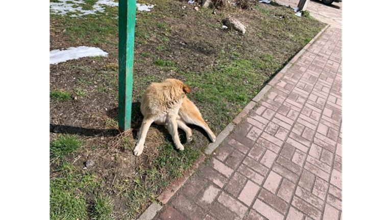 Подростку выплатили 30 тысяч рублей после нападения бродячей собаки в Клинцах Она укусила парня за ногу. ƃℾ подписаться прислать новость