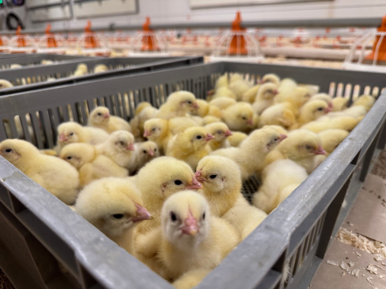 Нижегородский агрохолдинг Русское поле завершил реализацию инвестиционного проекта Верхополье в Вачском муниципальном округе Объем инвестиций в проект составил 2 3 млрд рублей Инвестор получил федеральный кредит по льготной ставке и поддержку в виде компенсации части процентной ставки по региональной программе Новый комплекс для выращивания бройлеров состоит из 18 птичников Запуск площадки позволит производить около 17 тыс тонн мяса птицы в год что повысит уровень самообеспеченности региона куриным мясом на 20 Эта площадка стала первым за последние 50 лет птицеводческим комплексом построенным в регионе с нуля а не на базе действующих хозяйств