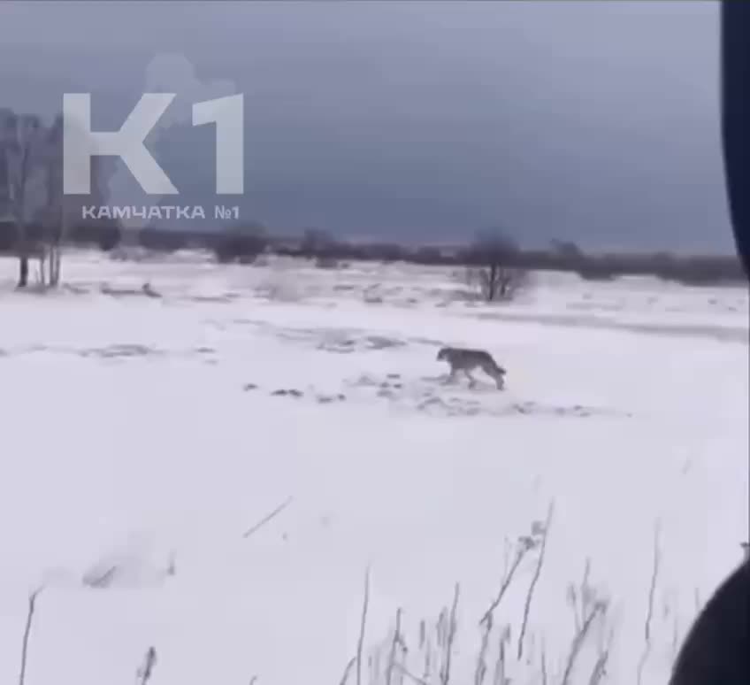 В Заозерном Петропавловска-Камчатского зафиксировано животное, похожее на волка