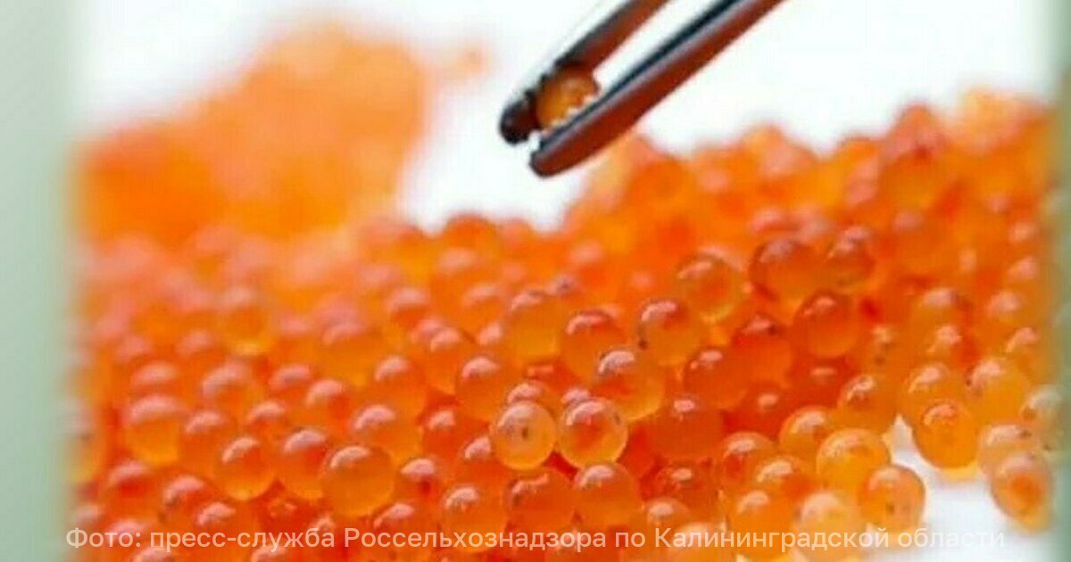 Регион лишь перевалочная база в Калининградскую область из Польши завезли 1 5 млн икринок форели В Калининградскую область в декабре завезли 1 5 млн оплодотворённых икринок форели Качество продукции проверили специалисты Россельхознадзора Специалисты ведомства подтвердили наличие всех необходимых сопроводительных документов а также отсутствие каких либо болезней Икру распределили по партиям и отправили для разведения в Ленинградскую Белгородскую Вологодскую Курскую Свердловскую Ростовскую Московскую Мурманскую Смоленскую Тверскую области а также в Карелию и Татарстан Всего с начала года через регион транзитом проследовало 26 3 млн икринок польской форели
