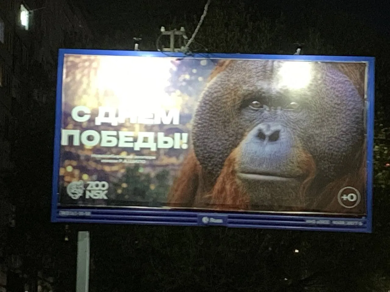 Новосибирский зоопарк поздравил жителей с Днём Победы плакатом с орангутаном banki oil