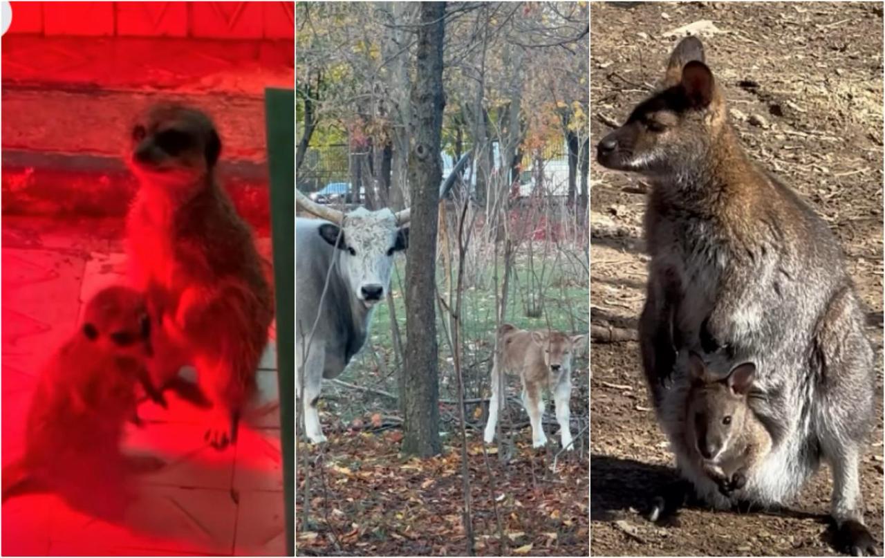 В Кишинёвском зоопарке настоящий осенний беби бум На свет появились детёныши сурикатов кенгуру и венгерского степного быка Несмотря на прохладную погоду малыши чувствуют себя отлично а сотрудники зоопарка делятся радостными новостями с посетителями Подпишись на GRT