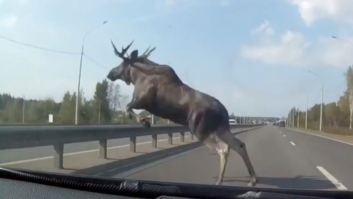 Осторожно на дорогах в лесах Липецкой области у лосей и оленей начался брачный сезон   newslipetsk ru fn 1725524 html В лесах Липецкой Воронежской и соседних областей начался период гона у копытных У лосей и благородных оленей стартовал брачный сезон поэтому эти обычно осторожные животные станут крайне непредсказуемыми и агрессивными сообщил старший научный сотрудник Воронежского государственного заповедника Александр Мишин   Прислать новость Подписаться