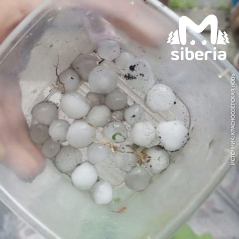Сильный град прошёл в Новосибирской области. Жители Садового пожаловались на льдины размером с куриное яйцо, которые побили урожай.