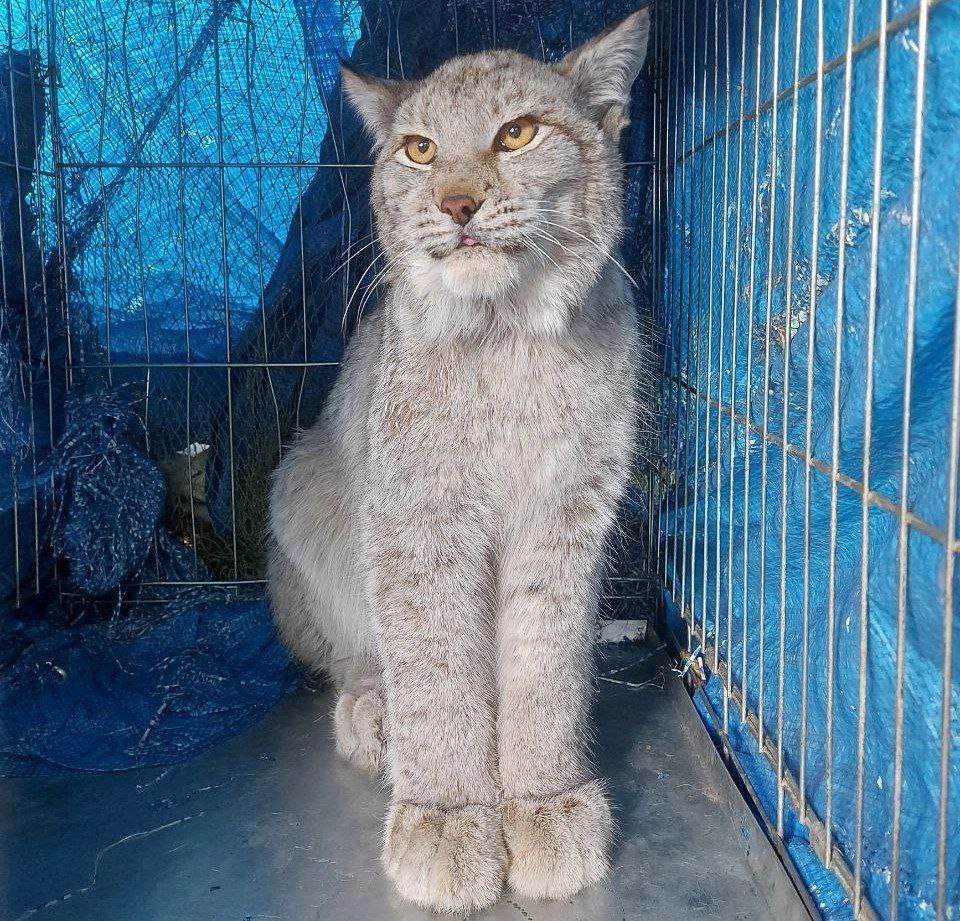 Рысь напала на домашнюю кошку в селе Забайкалья.  Рысь, которую 4 марта отловили во дворе частного дома в Красном Чикое, до этого напала на домашнюю кошку Дикое животное бродило по селу несколько дней. Об этом 5 марта Lenta75.ru сообщили в Госветслужбе Забайкалья.    - Это молодая самка, ей около года. Она пряталась в одной из надворных построек на территории частного дома. За это время напала на домашнюю кошку. Чтобы избежать нападений на других домашних животных и людей, местные жители начали подкармливать рысь кроликами, - отметил руководитель Красночикойской станции по борьбе с болезнями животных Александр Матвеев.   По его словам, сейчас рысь находится на территории ветстанции. Решается вопрос о том, чтобы выпустить её в нацпарке «Чикой».