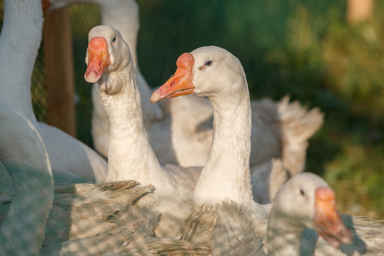 Если селекция будет идти успешно на создание породы татарский гусь уйдет пять или шесть лет Об этом заявил заместитель министра сельского хозяйства и продовольствия РТ Гелюс Баязитов передает телеканал Татарстан 24 Мы все понимаем что создание новой породы это наукоемкая работа проект рассчитанный на десятилетия Если всё будет благополучно складываться то через пять шесть лет можно будет говорить о создании породы татарского гуся пояснил замглавы профильного ведомства Ранее владелец гусиной фермы из Муслюмовского района РТ Ирек Хамадишин попросил господдержки для создания новой породы гусей о чем сообщал Татар информ Основой для татарского гуся скорее всего станет гусь Линда именно с этой породой сейчас работает хозяйство Хамадишина Приоритет будет отдаваться таким качествам как плодовитость мясистость и высокие вкусовые качества мяса Над выведением новой породы вместе с фермером работают ученые Ветеринарной академии Казанского государственного аграрного университета Они обратились за помощью в находящееся в Московской области НИИ птицеводства Разработан план селекционно племенной работы на ближайшие пять лет рассказали в Минсельхозпроде РТ При этом в ведомстве подчеркнули что Татарстан пойдет на большие затраты Средства пойдут не только на закупку племенного молодняка но и на создание условий для содержания птиц и исследования Естественно что при создании этой породы меры государственной поддержки будут также направлены на научно изыскательскую работу в том числе на выдачу грантов для выполнения этих работ заверил он В случае успеха проекта опыт фермера из Муслюмовского района будет распространен на другие хозяйства Татарстана Появление собственной породы гусей приведет к увеличению производства птицы в республике возникнет потребность в переработке продукции и ее продвижении на рынке добавили в Министерстве сельского хозяйства и продовольствия РТ  Подпишитесь на iatatarinform Читайте нас в МАХ