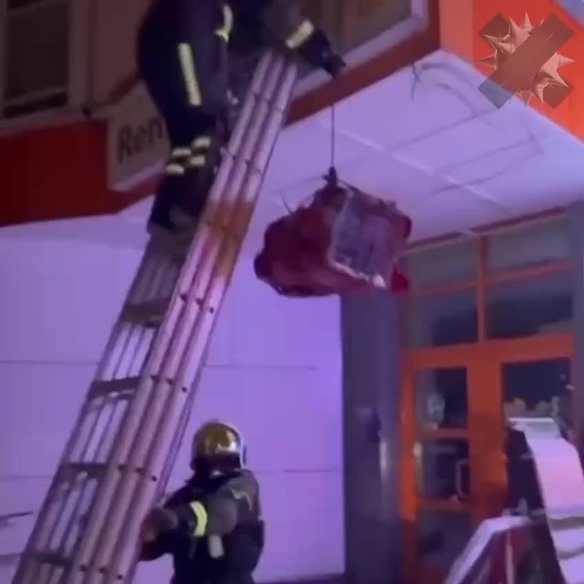 Спасение кота, три недели прожившего на козырьке в Москве