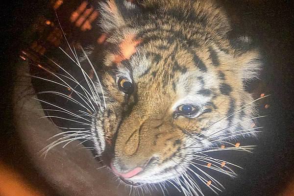 Двух амурских тигриц с Дальнего Востока доставил в Москву борт Аэрофлота Они будут проживать в Московском зоопарке в рамках программы по сохранению амурских тигров в неволе