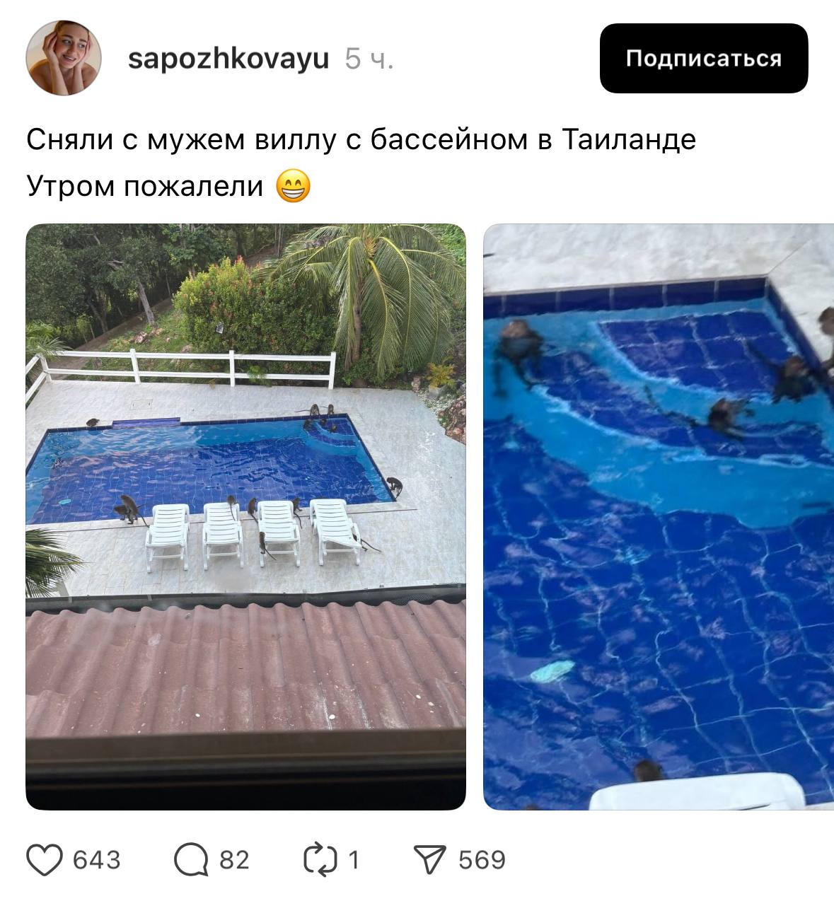 Девушка сняла виллу с бассейном в Таиланде и пожалела — утром ее захватили ОБЕЗЬЯНЫ. Животные буквально заполонили все свободные места, от подоконников до самого бассейна, и устроили ЧИЛЛ. Братишки вместе плавали и загорали на солнце. Одна пара обезьян даже предалась любовным утехам близ воды.  Почему обезьяны отдыхают лучше нас