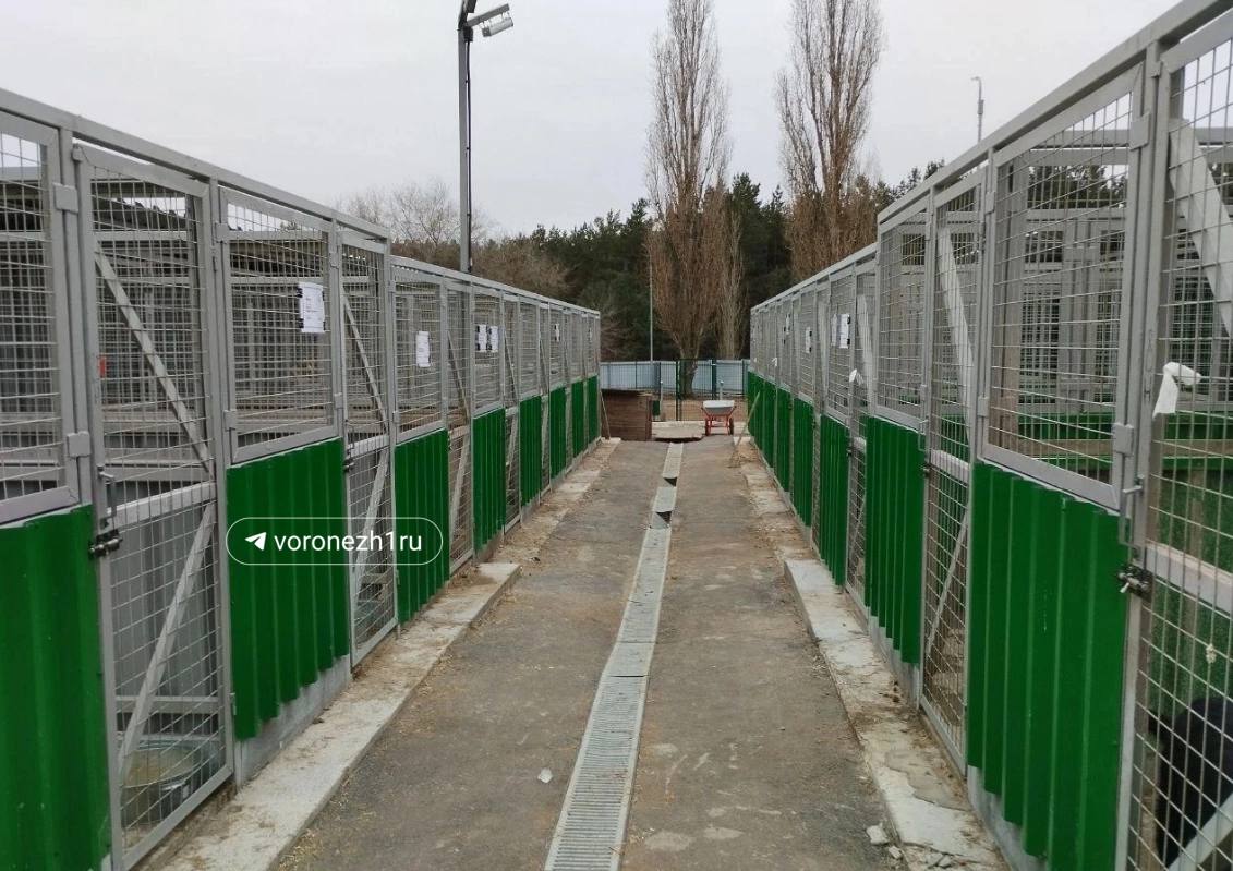 Приют для бездомных собак в Воронеже будут расширять Мэр уже поручил управлению строительной политики рассчитать сколько дополнительных вольеров нужно возвести Также увеличится и площадь приюта зимой к нему присоединят соседние участки Еще Сергей Петрин подчеркнул что властям оказалось непросто найти работников для приюта Им теперь будут давать служебное жилье  Муниципальный приют для бездомных животных начал работать в Воронеже осенью 2024 года на улице Балашовской Он рассчитан на 176 крупных собак и 74 мелких Желающие могут приехать туда погулять с собаками и даже забрать понравившуюся домой Воронеж Сейчас
