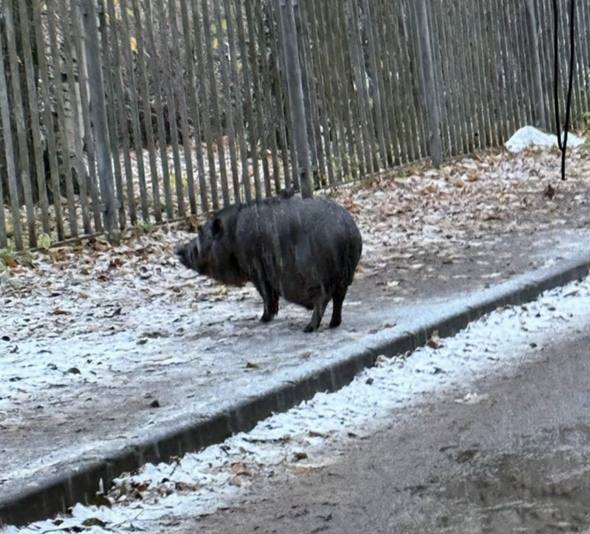 Огромная домашняя свинья покусала девочку-подростка в Петербурге 29 апреля недалеко от школы на улице Жени Егоровой 12-летняя девочка вместе с подружкой увидели гуляющую свинью. Школьницы удивились и решили подойти к животному. Но свинья оказалась не из робких — цапнула одну из девочек за ногу до крови. По словам матери укушенной девочки, вьетнамского свина, разгуливающего в одиночестве, не раз замечали в окрестностях школы. Пострадавшей делают уколы от бешенства. : телеграм-канал «Выборгский район» : СПб — отдай свой буст нам