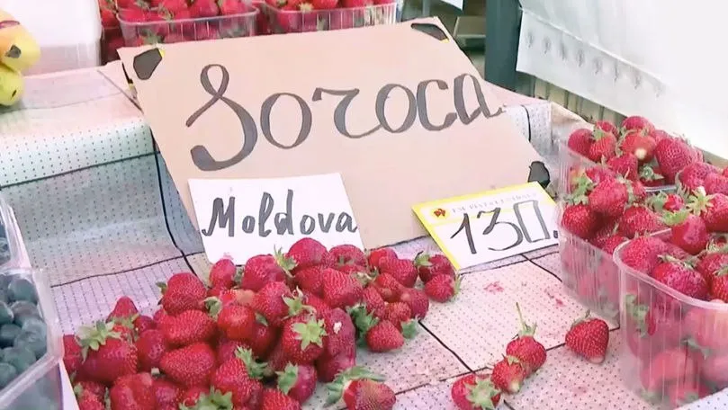 Эта причудливая молдавская экономика Отечественную клубнику сегодня продают на рынках по обескураживающей цене в 130 леев за килограмм Ягоду импортированную из Турции и Греции предлагают по 80 леев за кило Sputnik Молдова Telegram Сайт VK OK Rutube Дзен MAX