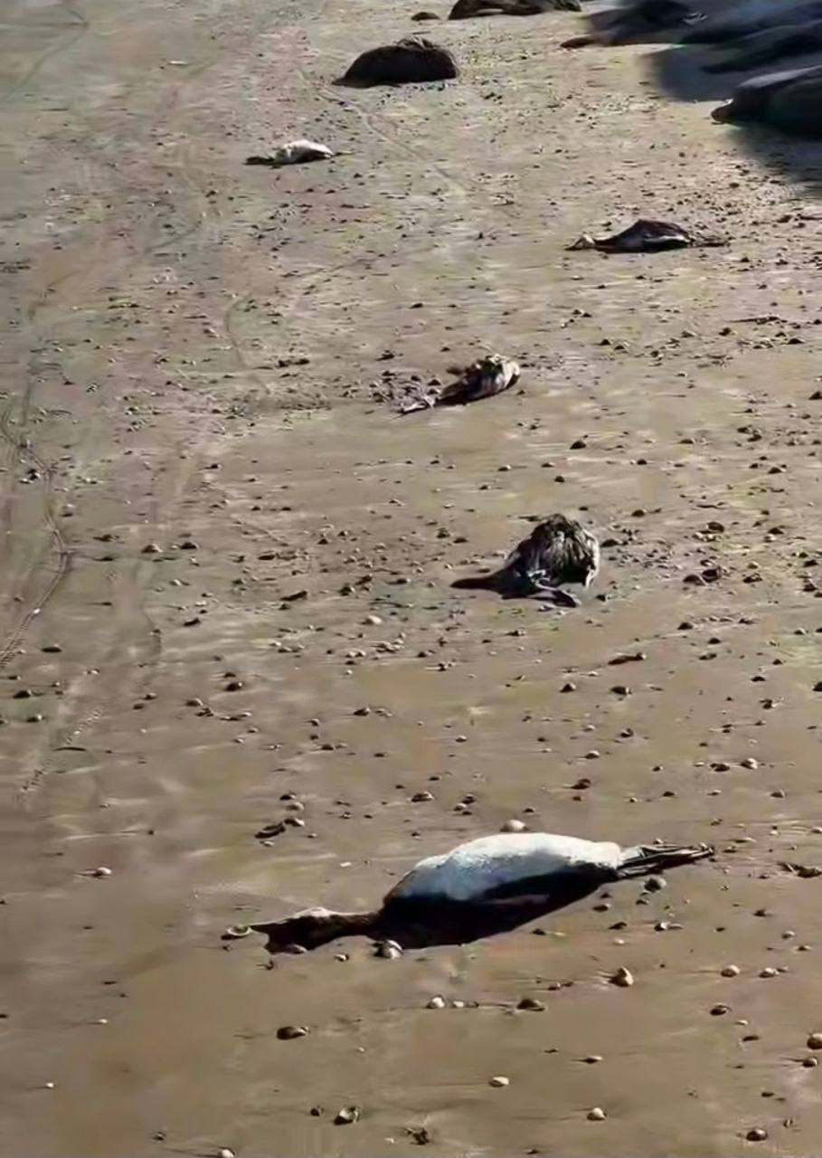 На побережье Каспийска обнаружили мертвых птиц Жители Каспийска сообщают о мертвых птицах на берегу В телеграм канале Каспийск 24 в четверг вечером появилось видео с мертвым лебедем и тюленем на пляже А на следующий день паблик сообщил о десятках мертвых птиц Специалисты Минприроды выехали на место для сбора туш чтобы затем отправить их на анализы Первую часть сегодня уже отдали в Россельхознадзор результаты будут на следующей неделе рассказали Мирмолу в пресс службе Минприроды Инспекторам ведомства дано поручение пройтись по всем пляжам Каспийска и провести мониторинг Сообщений о подобных находках из других муниципалитетов пока не поступало Скрин из видео в тг канале Каспийск 24