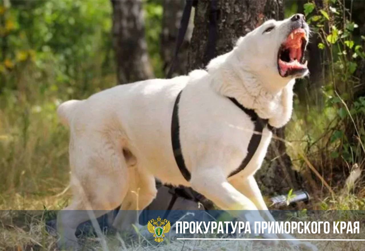 Домашняя собака напала на женщину в Приморье Прокуратура взяла на контроль расследование дела о нападении собаки на пенсионерку Сегодня утром в селе Амгу Тернейского района домашняя собака породы «Алабай» напала на 70-летнюю женщину. В результате у пенсионерки появились рвано-укушенные раны на голове и лице, её состояние оценивается как тяжёлое. По инициативе прокуратуры возбуждено уголовное дело по части 1 статьи 118 УК РФ — причинение тяжкого вреда здоровью по неосторожности. Надзорный орган следит за тем, чтобы виновный в ненадлежащем содержании животного был привлечён к ответственности. Также будут рассмотрены вопросы о возмещении расходов пострадавшей на лечение и транспортировку в больницу. Источник: прокуратуры