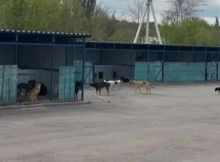 «Концлагерь для собак» или все по закону? Волонтеры снова возмущены работой ПВС на Ставрополье Теперь на территории Георгиевского ПВС обнаружили крематорий. Вроде и понятно, зачем он нужен, – с умерщвленными животными ведь надо что-то делать. Но волонтеры заявляют, что туда не всегда попадают лишь мертвые собаки. Отдельная тема – вольеры, которые, со слов очевидцев, в ужасном состоянии. Собаки вынуждены жить среди своих же экскрементов. Те, кому удалось проникнуть на территорию, уверяют, что животные бегают по ПВС как беспризорники, их почти не кормят и не поят. Миски с водой есть лишь в нескольких вольерах, поэтому животным приходится просовывать морды в клетки, чтобы попить.