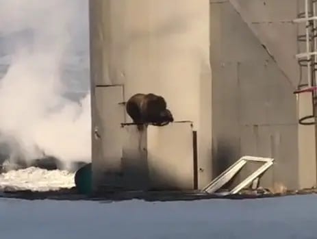 В соцсетях постят видео, вероятно, осиротевшего медвежонка, передаёт РАИ «КАМЧАТКА-ИНФОРМ». «На Мутновской ГеоЭС ходит маленький медведь. Ему даже года нет. Нужно что-то с этим делать, иначе он умрёт», – написал автор видео. Напомним, этой осенью на Камчатке неоднократно встречали осиротевших медвежат. Недавно сотрудники Парка львов «Земля прайда» спасли одного зверя. Потапыч улетел на постоянное место жительства в Подмосковье. Ещё одного маленького хищника они планировали забрать позже. Однако он сбежал с кордона, где был на передержке. Медвежонка ищут. В одиночку он неминуемо погибнет. Подробно: