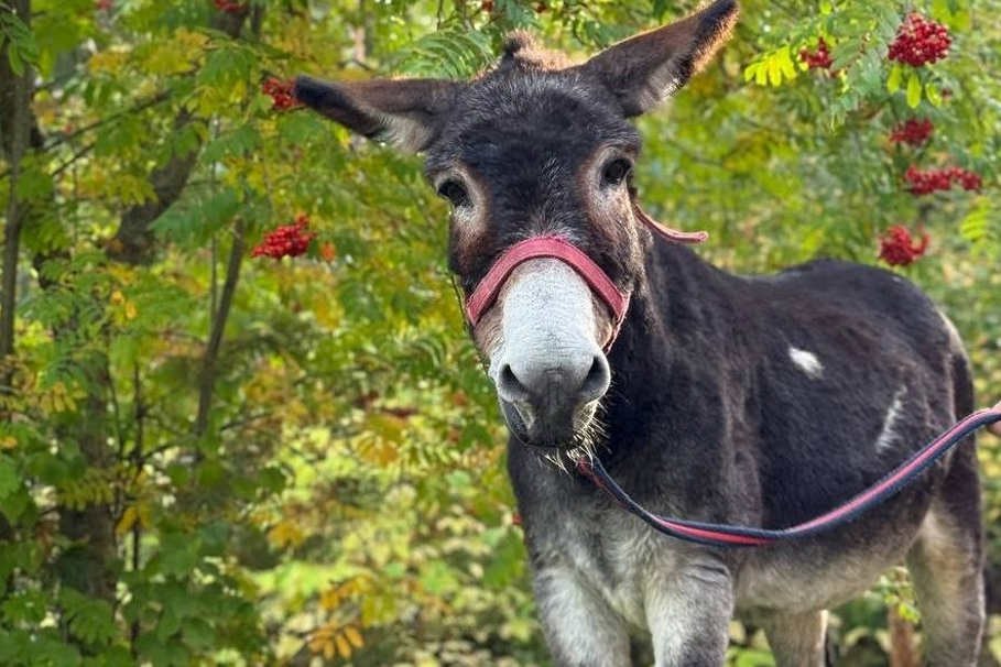 Ослик Жорик нашёл новый дом После службы в воинском подразделении Жорик переехал из зоосада в Великом Устюге в Московский зоопарк В столице он на плановом карантине проходит ветеринарные обследования и адаптируется к новым условиям Как только специалисты подтвердят его готовность ослик переедет в Детский зоопарк где посетители смогут с ним познакомиться Вологда Регион 35ТВ в MAX