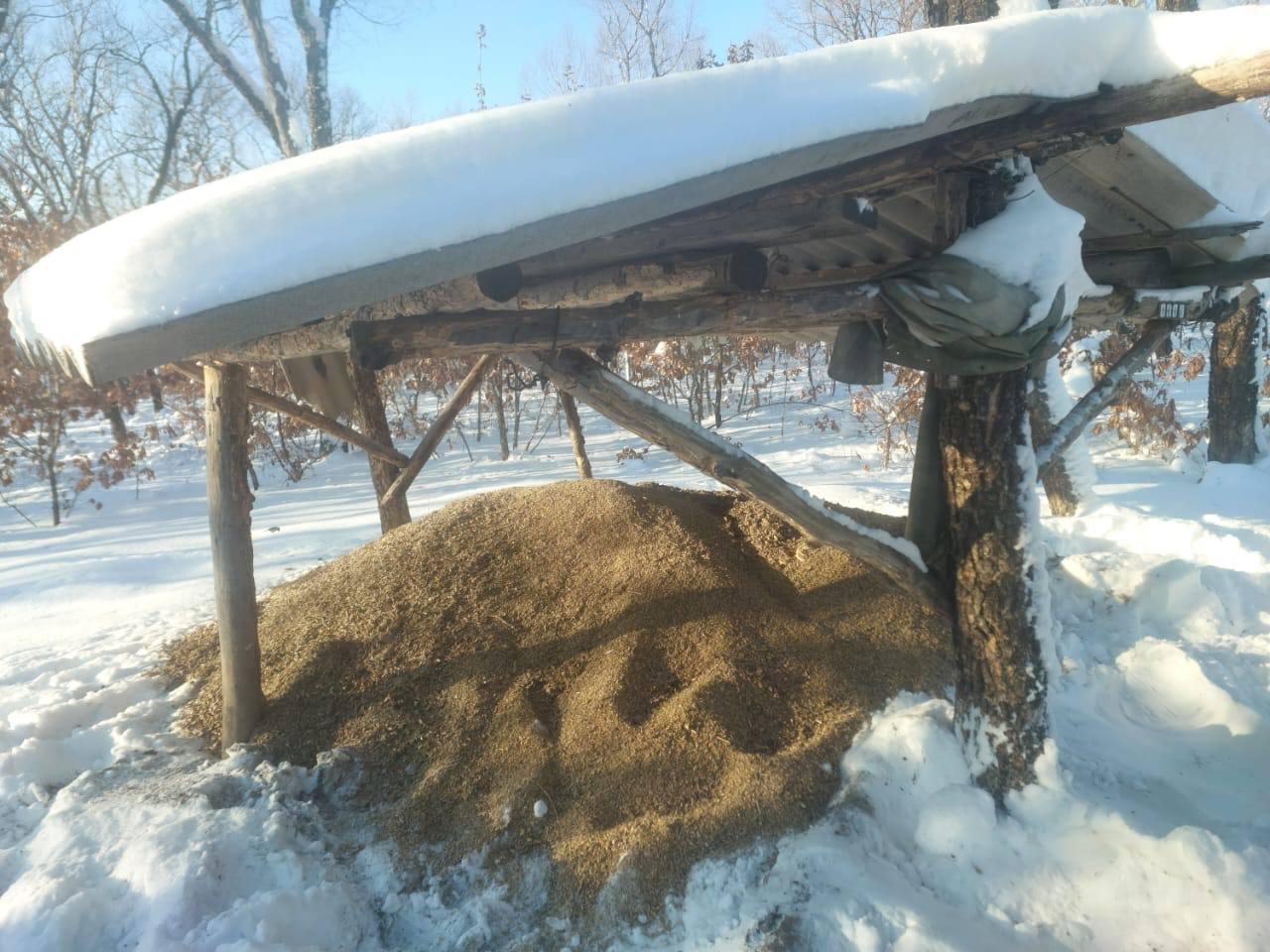 Зимние "столовые" у всех животных разные. Так, фазаны отобедали на границе Серышевского и Белогорского округов. Там они обнаружили участок поля, где осталась неубранная или рассыпанная при уборке соя. Для диких животных специалисты завезли в охотничьи хозяйства области сено, сою и овес с минеральными подкормками. Там же они убрали снег для облегчения движения животных к подкормочным площадкам. А городские белки в Тынде наслаждаются дарами от людей в сооруженных кормушках.  Фото и видео: тг-каналы Дирекции по охране и использованию животного мира, Охотуправления области, “TYNDA NEWS”.