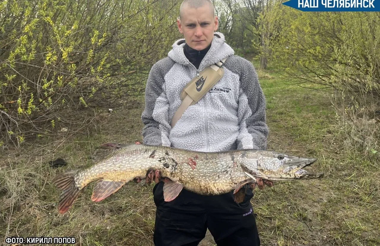 Челябинец поймал семикилограммовую щуку в центре города Он вытащил ее из реки Миасс Мужчина отпустил рыбу Он всегда так делает с крупными уловами Напомним с 5 мая в регионе начнется нерестовый запрет Рыбачить можно будет только с берега