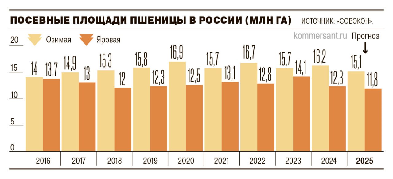 Посевная площадь, занятая яровой пшеницей, в этом году может сократиться на 4% к прошлому году. Значение может стать минимальным более чем за десять лет. Наиболее выраженное снижение сева яровой пшеницы прослеживается в Сибири, на 700 тыс. га год к году, и на Урале — минус 300 тыс. га, отмечают в «Совэконе». Отказ от пшеницы продиктован неблагоприятными погодными условиями и смещением интереса аграриев в сторону более рентабельных культур — масличных и бобовых, в первую очередь рапса и подсолнечника. Несмотря на снижение площадей, занятых пшеницей, аналитики сохраняют оптимистичные ожидания относительно урожайности, но не исключают их пересмотра. #Ъузнал