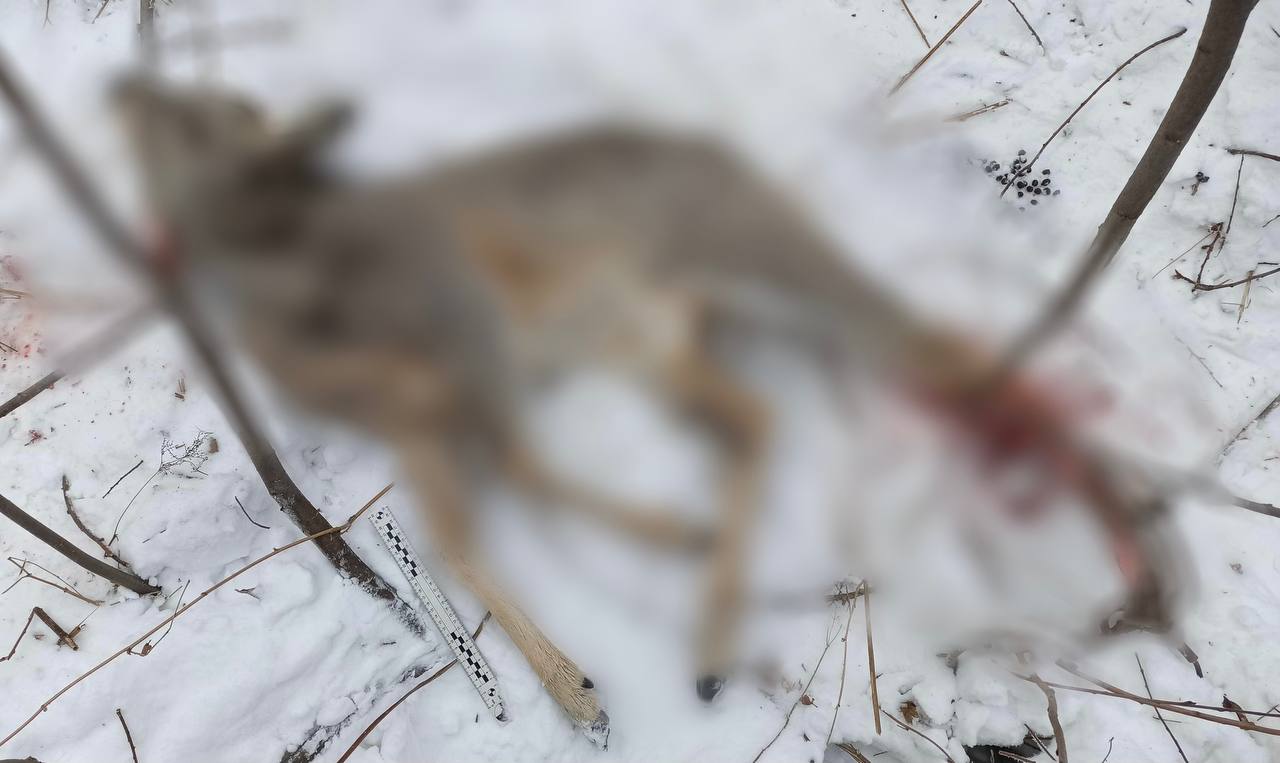 В Большеулуйском районе полицейскими возбуждено уголовное дело по факту незаконной добычи краснокнижной косули с помощью капкана   В начале февраля в ходе совместных мероприятий сотрудниками МО МВД России «Большеулуйское» и охотоведом в 360 метрах от трассы «Ачинск-Бирилюссы» в лесном массиве была обнаружена косуля, попавшая в капкан. Кроме того, на месте преступления полицейскими были обнаружены следы от лыж, а также лист из журнала, который сыграл в этой истории одну из ключевых ролей.   Полицейские в ходе оперативных мероприятий установили лицо, причастное к незаконной добыче животного. Им оказался ачинец 1978 года рождения. В ходе обысков в его автомобиле были обнаружены лыжи и те самые журналы, лист одного из которых был найден в лесу на месте происшествия, а также шерсть животного.   Дознавателем МО МВД России «Большеулуйское» в отношении браконьера возбуждено уголовное дело по ч. 1 ст. 258 Уголовного кодекса Российской Федерации «Незаконная охота».  Ему избрана мера процессуального принуждения в виде обязательства о явке.       ГУ МВД России по Красноярскому краю