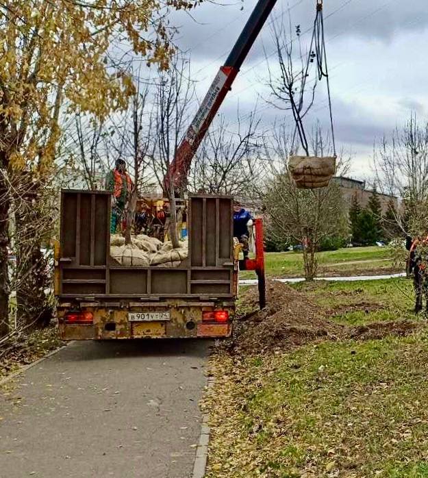 В Красноярске за выходные высадили 251 дерево   10 на Годенко,   50 на Соревновательной,   20 у КрасГМУ,   120 на Тельмана,   На Чернышевского 21 вяз и 10 яблонь,  20 кустов рябины на Ульяновском проспекте,   Начаты работы на Аэровокзальной и Березина, готовятся места на Карбышева, Юшкова, Ярыгинском проезде и Карамзина, 15, отметили в мэрии.  Фото: