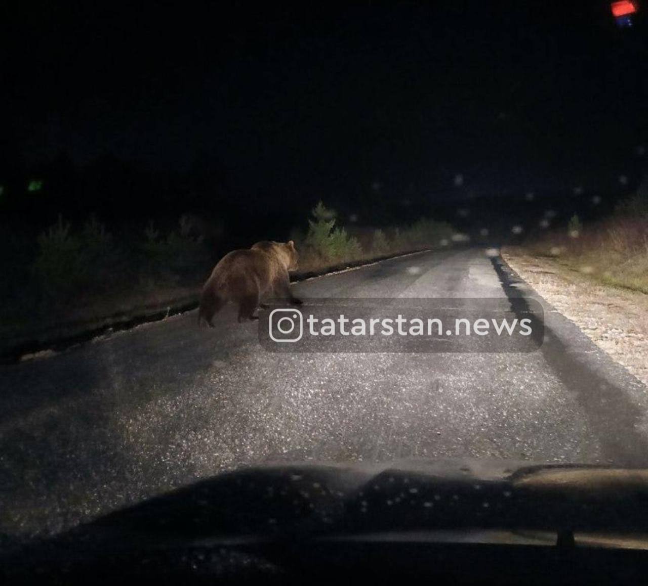 По дороге в деревню Малый Битаман в Татарстане сфотографировали медведя во время прогулки Ранее сообщалось о косолапом в Мамадышском районе растерзавшем стадо овец Татарстан News в MAX