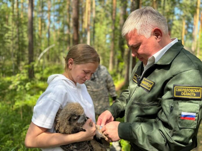 Трех птенцов краснокнижного филина Bubo bubo переселили в адаптационный вольер для подготовки к выпуску в дикую природу. Работу орнитологов в питомнике «Холзан» проконтролировал министр природных ресурсов и экологии Свердловской области Денис Мамонтов Птенцы выращены в центре реабилитации хищных птиц «Холзан» по заказу минприроды Свердловской области. Денис Мамонтов помог окольцевать филинят. Это позволит в будущем наблюдать за перемещением особей и следить за их адаптацией в природе. Подробнее читайте на сайте «Областной газеты». департамент информационной политики Свердловской области Подписаться на «ОГ» Прислать новость Поддержать канал