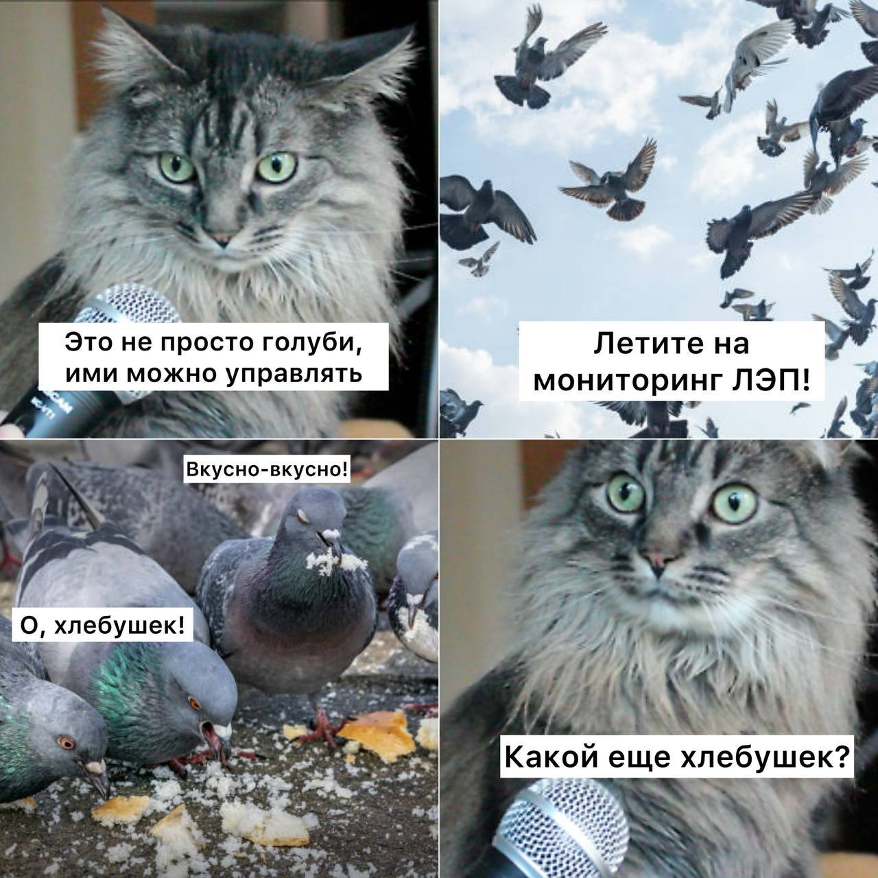 В Москве провели испытания голубей дронов В мозг птиц имплантированы нейроинтерфейсы и благодаря чипу оператор может управлять птицей загружая ей полётное задание Дрессировка таких голубей по словам разработчиков не требуется При этом птица в процессе эксплуатации проживает обычную жизнь которая по продолжительности ничем не отличается от жизни сородичей Применять биодронов планируется для мониторинга ЛЭП газораспределительных узлов инфраструктурных объектов Подписаться Прислать новость