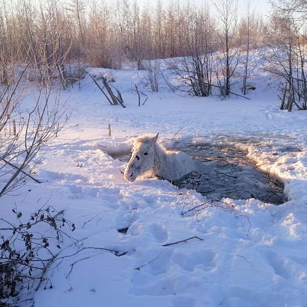 Лошадь чуть заживо не замерзла, провалившись под лед под Карталами в Челябинской области. Ей повезло – вовремя вытащили.   Животное, попавшее в беду, заметили местные рыбаки. Они-то и вызвали спасателей. Те распилили лед бензопилой и вытащили бедолагу на берег. После хозяин благополучно отвел кобылу домой.