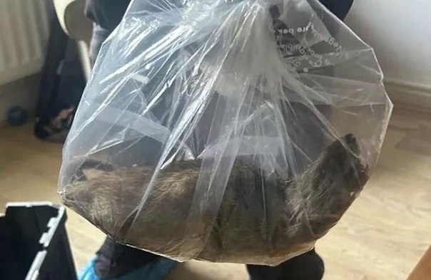 В Великобритании поймали самую большую в стране крысу  Её длина составляет 55,8 см. Грызуна обнаружили в районе Норманби в графстве Северный Йоркшир. В дом был вызван специалист по борьбе с вредителями, сообщает газета The Telegraph.  В материале говорится, что ранее самой большой в Великобритании считалась крыса, пойманная в 2018 году в Борнмуте — её длина от морды до кончика хвоста была 53,5 см.   Фото: соцсети    Подпишись на «Говорит Москва»