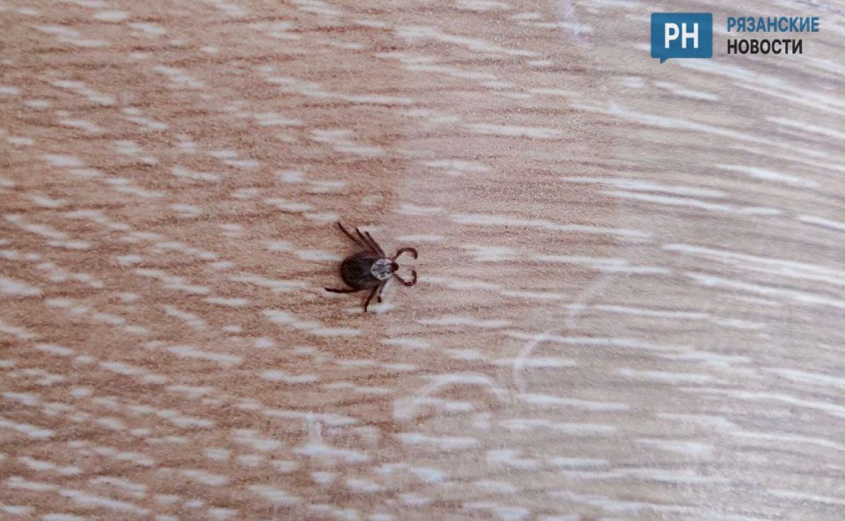 В Рязанской области за неделю клещи покусали около 30 человек     В Рязанской области продолжается активность клещей. Стало известно, сколько человек пострадало от их укусов на прошлой неделе.  ↗  Прислать новость   Подписаться