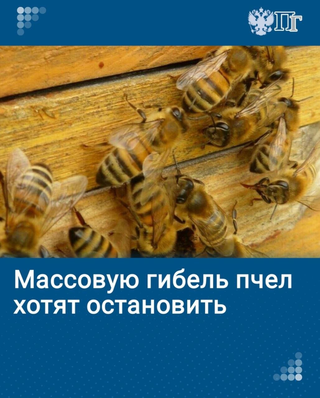 В регионах с развитым сельским хозяйством этим летом погибли тысячи пчелосемей. В этом виноваты аграрии, бесконтрольно использующие пестициды при обработке полей.   Парламентарии предложили решить проблему, установив правила оповещения пчеловодов в населенных пунктах, расположенных на расстоянии до семи километров от полей, об экстренном применении пестицидов. Такой законопроект Госдума может рассмотреть в первом чтении в ближайшее время. При этом планируют повышать контроль качества меда, чтобы снизить долю фальсификата.  ⏺ Как остановят гибель пчел —разбиралось наше издание   Подписаться на «Парламентскую газету»