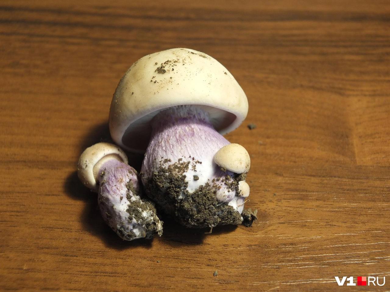 В Волгоградской области уже завершается тихий охотничий сезон но в корзинах местных грибников всё чаще появляется странный симпатичный гриб с лиловыми ножками синеножка Одни уверяют что это деликатес другие боятся брать считая его крайне сомнительным а то и потенциально ядовитым трофеем Кандидат биологических наук доцент кафедры экологии и природопользования ВолГУ биолог Николай Онистратенко рассказал что это за гриб где он растет и чем может обернуться для жизни и здоровья его неправильное приготовление