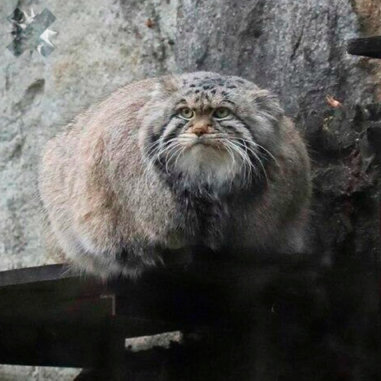 Манула Тимофея ждёт сезонная диета После окончания зажировки манулу Тимофею сократят рацион сообщил глава отдела Млекопитающие Московского зоопарка Брагин По его словам сейчас зверь питается один раз в сутки иногда два Некоторое время он ещё будет держать максимальный вес но ближе к лету начнёт естественно сбрасывать лишнее Для манулов такой режим считается обычным и не вызывает опасений поддерживаем Тимофея на пути к форме знакомо тоже каждый год естественно худею НМШ