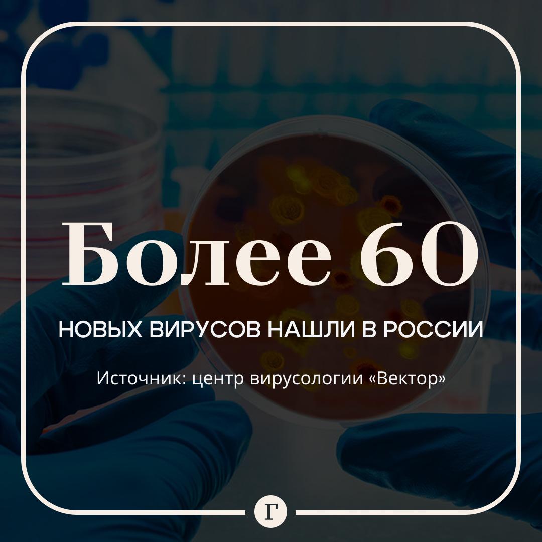 В России нашли свыше 60 новых вирусов Государственный центр вирусологии Вектор изучил образцы из более 50 регионов России и выявил десятки потенциально опасных бактерий Об этом сообщил генеральный директор Александр Агафонов Теперь ученые постараются узнать в какие заболевания могут перерасти эти вирусы какой ущерб от них грозит здоровью и заранее определить способы борьбы с ними Читайте Газету Ru в MAX Участвуйте в розыгрыше