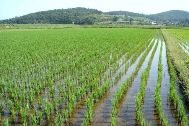 Дагестан спустя последние 5 лет осуществил экспортную поставку крупной партии риса Две грузовые машины с продукцией были отправлены в Азербайджан Реализация этой сделки стала возможной благодаря сотрудничеству дагестанского сельхозпроизводителя ООО Нива и Центра поддержки экспорта Дагестана Компания которая занимается полным циклом от выращивания до переработки и фасовки риса и ранее благодаря поддержке Центра работать на международный рынок Отметим что основной проблемой для рисоводов остаются небольшие квоты на экспорт риса установленные на федеральном уровне что серьезно сдерживает сбыт продукции и развитие всей отрасли Как отметил общественный помощник Главы РД директор Центра поддержки экспорта Руслан Абаскулиев учреждение намерено продолжать работу по поиску новых рынков сбыта для местных производителей