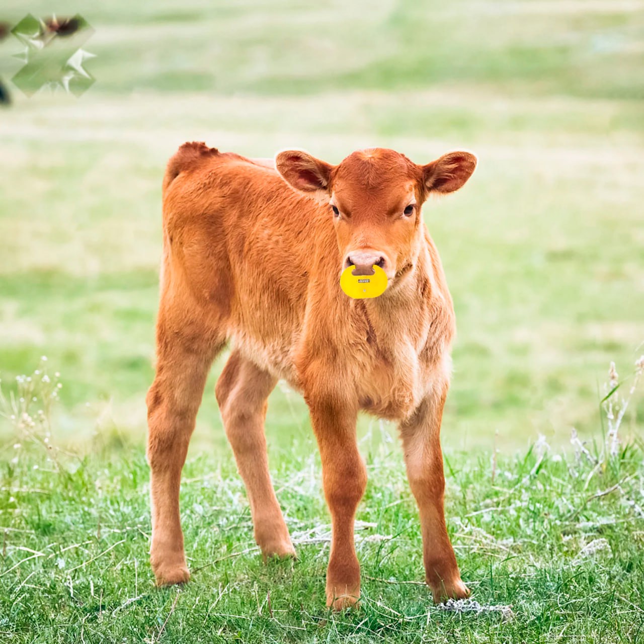 За подножку от телёнка фирма заплатила 250 тысяч рублей В Тюменской области скотник споткнулся о ногу телёнка и упал на колено получив травму Мужчина потребовал 500 тысяч за моральный вред суд признал событие несчастным случаем на производстве и присудил половину суммы жаль компанию не жаль мужика НМШ