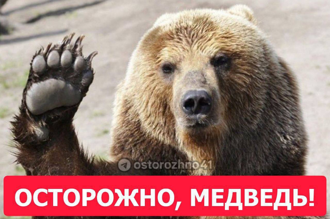 Медведь замечен в районе улицы Дальней микрорайон Кирпичики в Петропавловске Увидели медведя звоните по номеру 112 UPD По оперативным данным медведь убежал в лес Предложка открыта Обсудим в чате Осторожно Камчатка