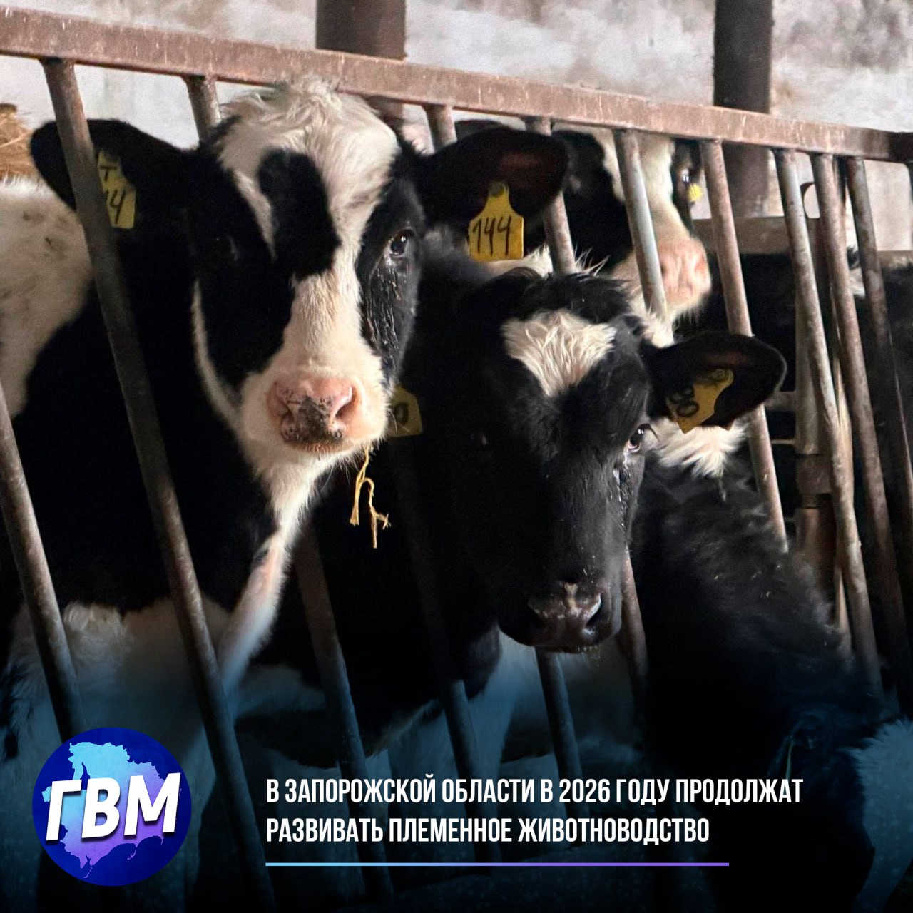 В Запорожской области в 2026 году продолжат развивать племенное животноводство В регионе уделяют особое внимание улучшению генетического потенциала сельхозживотных и повышению их продуктивности Развитие племенной базы позволяет наращивать качественное поголовье улучшать характеристики продукции и усиливать конкурентоспособность агропромышленного комплекса Запорожской области На эти цели в текущем году предусмотрена государственная поддержка 10 2 млн рублей направят на содержание племенного маточного поголовья еще 58 2 млн рублей на приобретение племенного молодняка