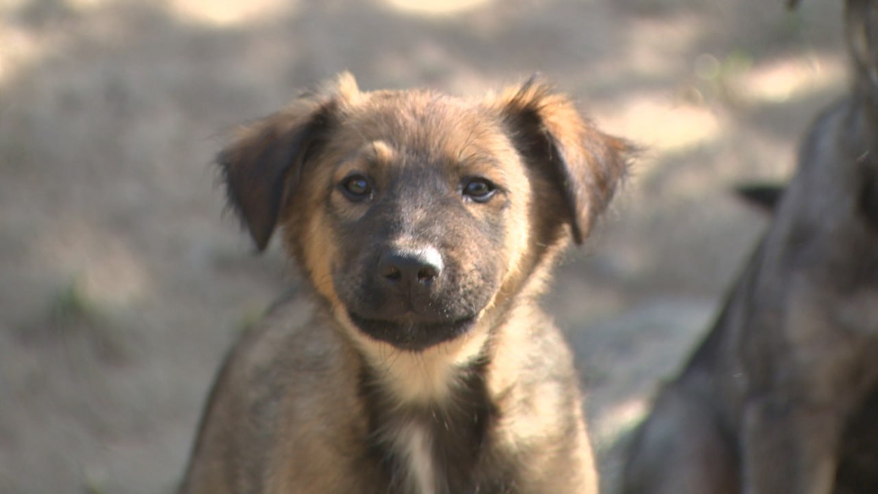 В Волгограде создадут мобильный ветеринарный госпиталь для животных Донбасса и Новороссии Проект Волгоградского областного фонда защиты животных Дино получил поддержку Фонда президентских грантов Его цель сократить количество бездомных животных в ДНР ЛНР Херсонской и Запорожской областях а также обеспечить качественные ветеринарные услуги на освобожденной территории На реализацию выделено более восьми миллионов рублей На эти средства в том числе планируется приобрести и оборудовать грузовой автомобиль провести стерилизацию и вакцинацию животных и обучить навыкам гуманного отлова местных жителей Подписаться Перейти на сайт MAX