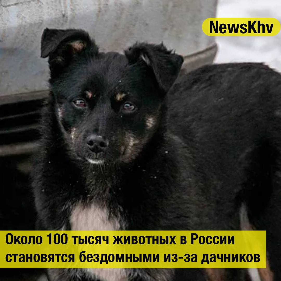Около 100 тысяч животных в России становятся бездомными из за дачников В России ежегодно бездомными становятся около 100 тысяч питомцев Об этом заявил зампред комитета Госдумы по экологии Владимир Бурматов пишет ТАСС Чаще всего животных выбрасывают на улицу к концу летного дачного сезона пояснил он Циничная абсолютно история потому что люди в сентябре в начале октября выбрасывают тех кого они взяли в апреле в мае Полгода собачка пожила там от нее избавились объяснил Бурматов По словам парламентария за выброшенное животное российским законодательством предусмотрен штраф размером до 30 тысяч рублей Однако для привлечения к ответственности владельца животного требуется введение регистрации и учета каждого питомца На данный момент такие правила действуют лишь в 20 российских регионах Источник Газета ru подписывайтесь на NewsKhv Прислать новость NewsKhv Official Мы в мессенджере MAX